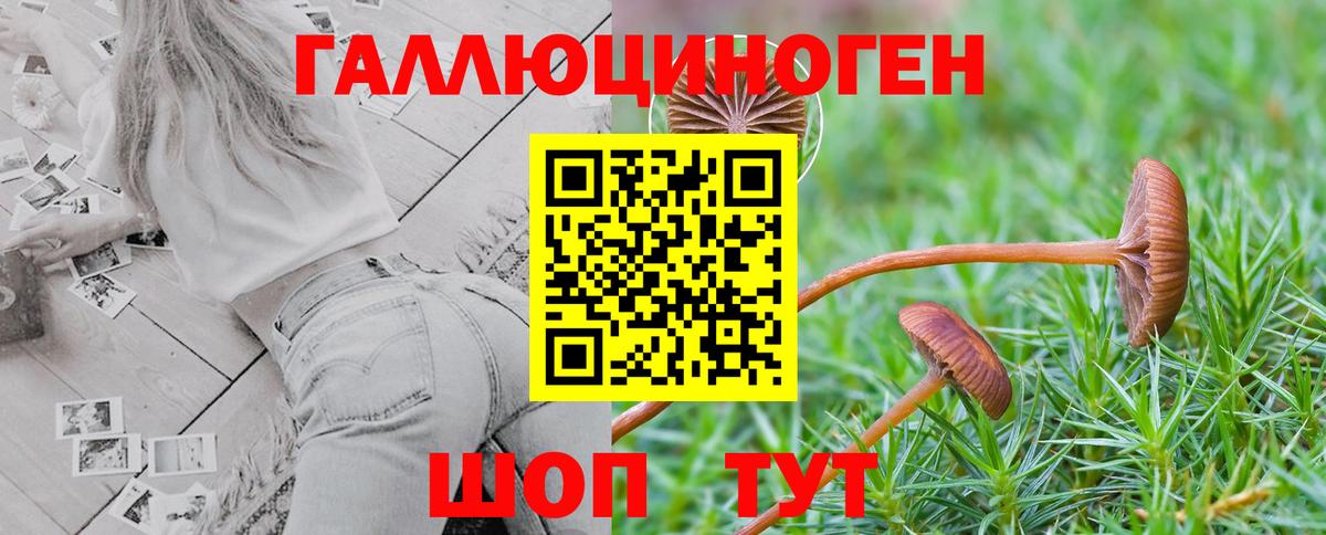 Галлюциногенные грибы Cubensis  Острогожск  Псилоцибиновые грибы GOLDEN TEACHER 